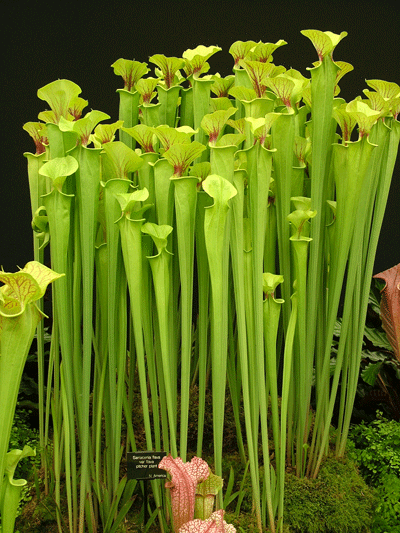 S. flava giant (Adrian Slacks Maxima) | North American Pitcher Plant