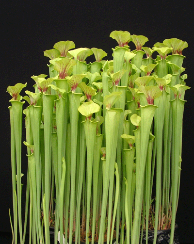 SF011 Sarracenia flava giant A.Slacks Maxima