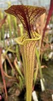 SF012 S.flava var cuprea