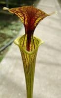 SF012 S.flava var cuprea