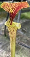 SF012 S.flava var cuprea