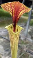 SF012 S.flava var cuprea