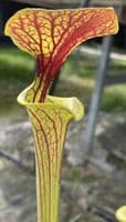 SF012 S.flava var cuprea