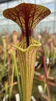 SF012 S.flava var cuprea