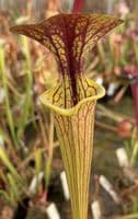 SF012 S.flava var cuprea