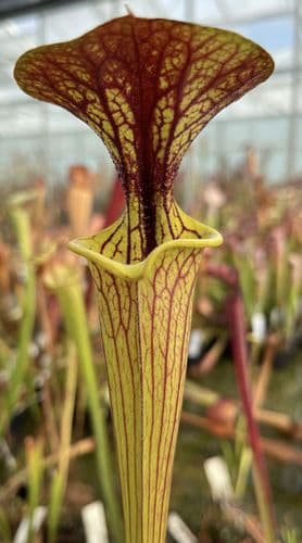 SF012 S.flava var cuprea