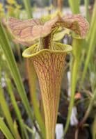 SF014 S.flava var cuprea ‘Strained’