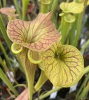 SF014 S.flava var cuprea ‘Strained’