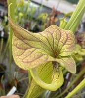 SF014 S.flava var cuprea ‘Strained’