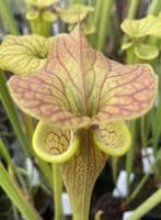 SF014 S.flava var cuprea ‘Strained’