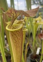 SF014 S.flava var cuprea ‘Strained’