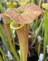 SF014 S.flava var cuprea ‘Strained’