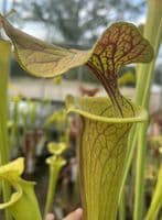 SF014 S.flava var cuprea ‘Strained’