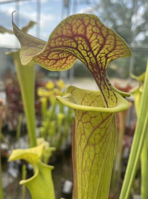 SF014 S.flava var cuprea ‘Strained’