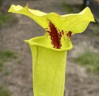 SF020 Sarracenia flava var rugelii