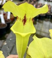 SF020 Sarracenia flava var rugelii