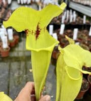 SF020 Sarracenia flava var rugelii
