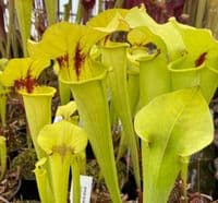SF020 Sarracenia flava var rugelii