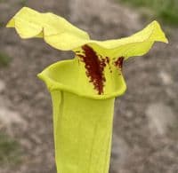 SF020 Sarracenia flava var rugelii