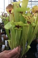 SF020 Sarracenia flava var rugelii