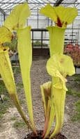 SF020 Sarracenia flava var rugelii