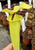 SF020 Sarracenia flava var rugelii