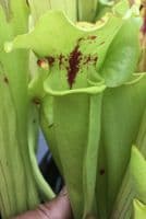 SF020 Sarracenia flava var rugelii