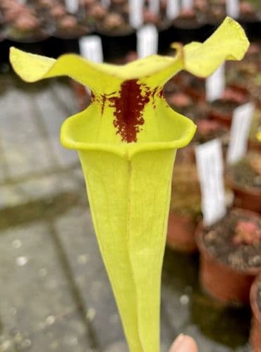 SF020 Sarracenia flava var rugelii