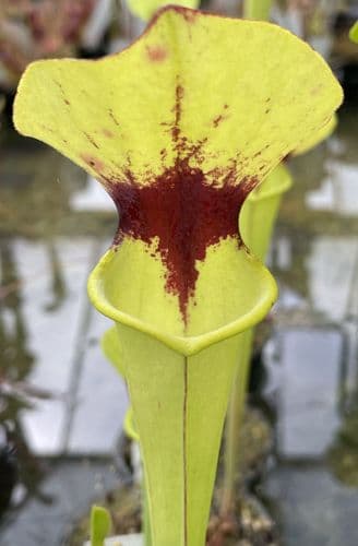 SF021 Sarracenia flava var rugilii F3
