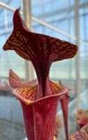 S.flava var rubricorpra cv Claret | North American Pitcher Plant