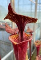 S.flava var rubricorpra cv Claret | North American Pitcher Plant