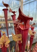 S.flava var rubricorpra cv Claret | North American Pitcher Plant
