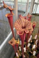 S.flava var rubricorpra cv Claret | North American Pitcher Plant