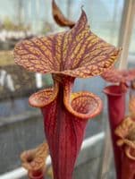 S.flava var rubricorpra cv Claret | North American Pitcher Plant