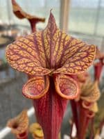 S.flava var rubricorpra cv Claret | North American Pitcher Plant
