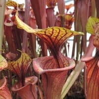 S.flava var rubricorpra cv Claret | North American Pitcher Plant