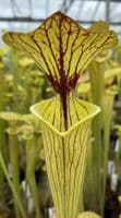 SF036 Sarracenia flava var ornata