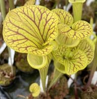 SF036 Sarracenia flava var ornata
