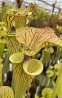 SF036 Sarracenia flava var ornata