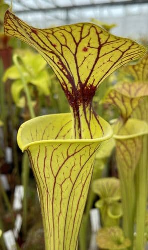 SF036 Sarracenia flava var ornata