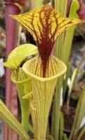 SF105 Sarracenia flava var. flava