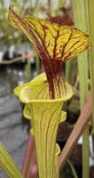 SF105 Sarracenia flava var. flava