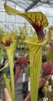 SF105 Sarracenia flava var. flava