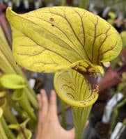 SF105 Sarracenia flava var. flava