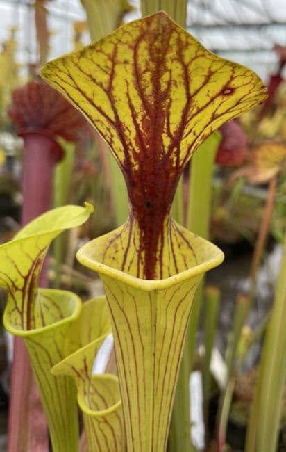 SF105 Sarracenia flava var. flava