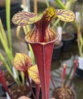 SF24 Sarracenia flava var rubricorpra