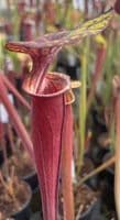 SF24 Sarracenia flava var rubricorpra