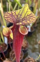 SF24 Sarracenia flava var rubricorpra