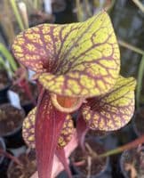 SF24 Sarracenia flava var rubricorpra
