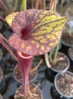 SF24 Sarracenia flava var rubricorpra